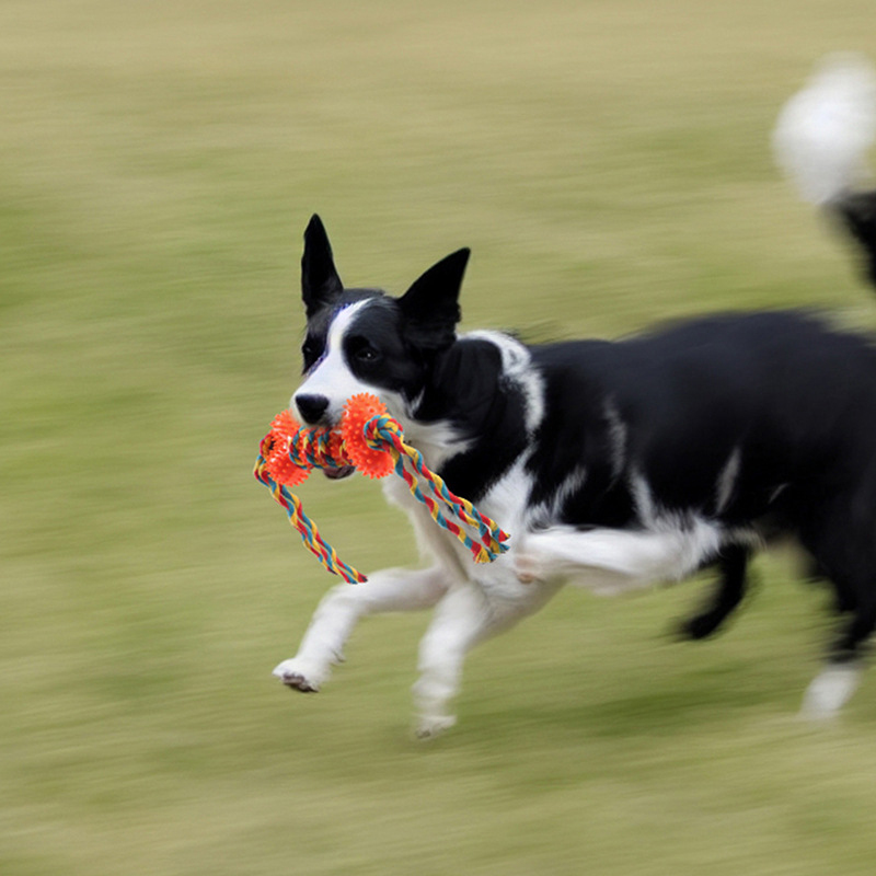 Neues Hunde-Kauseil für Amazon – Pet Supplies Amazon Bewertung und Preis