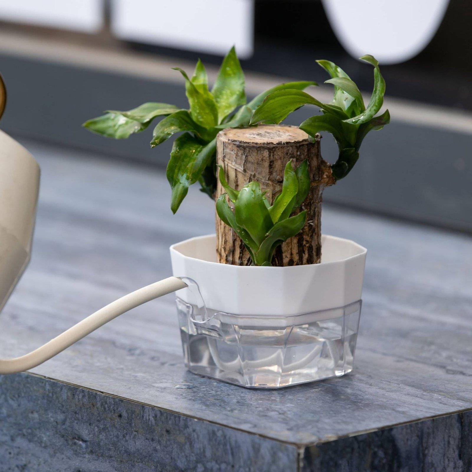 Hydroponische Vase mit Zwei Sc – Pet Supplies In Bewertung und Preis
